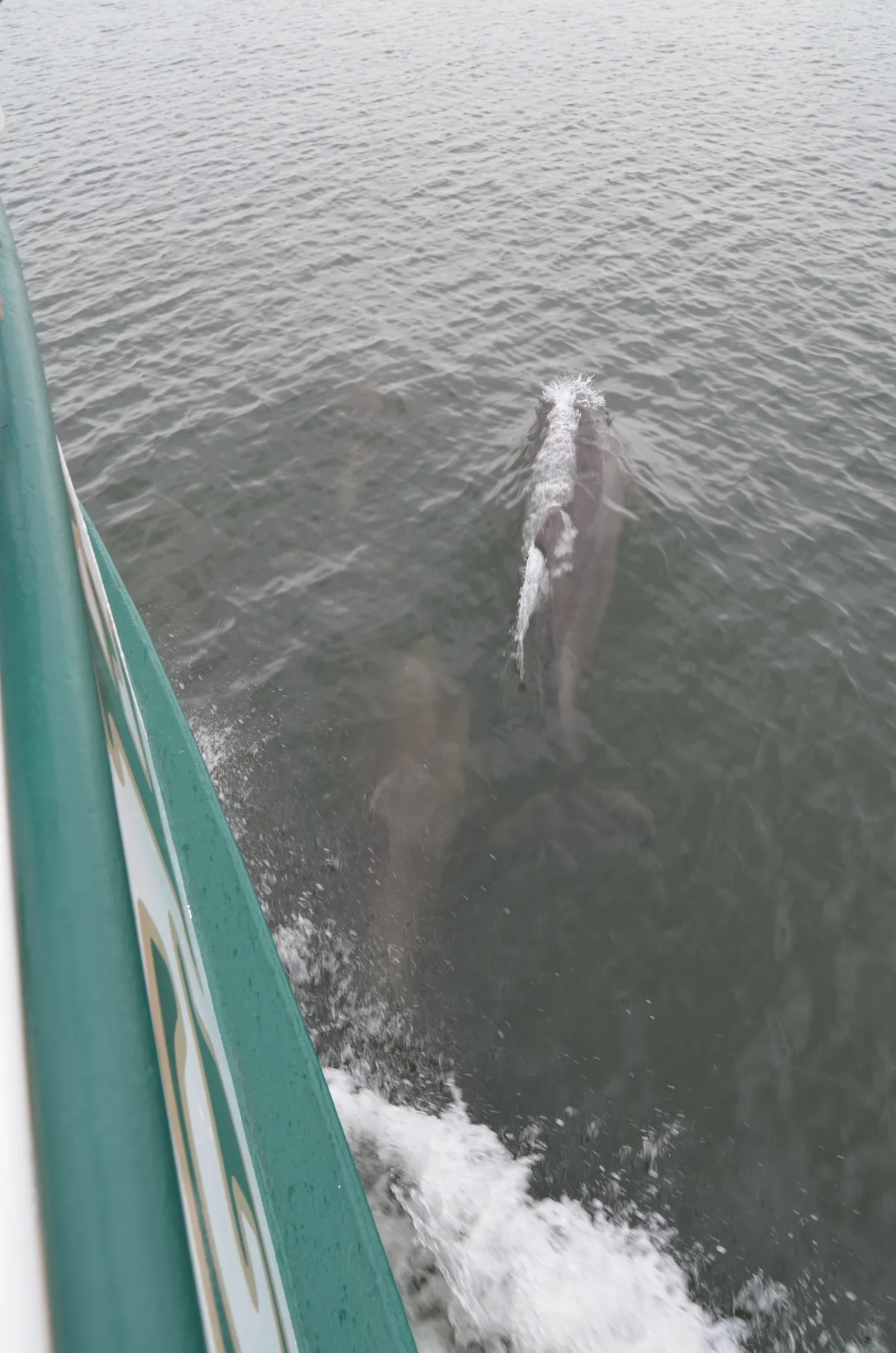 A dolphin swimming just below the surface alongside Sage's green-and-cream hull